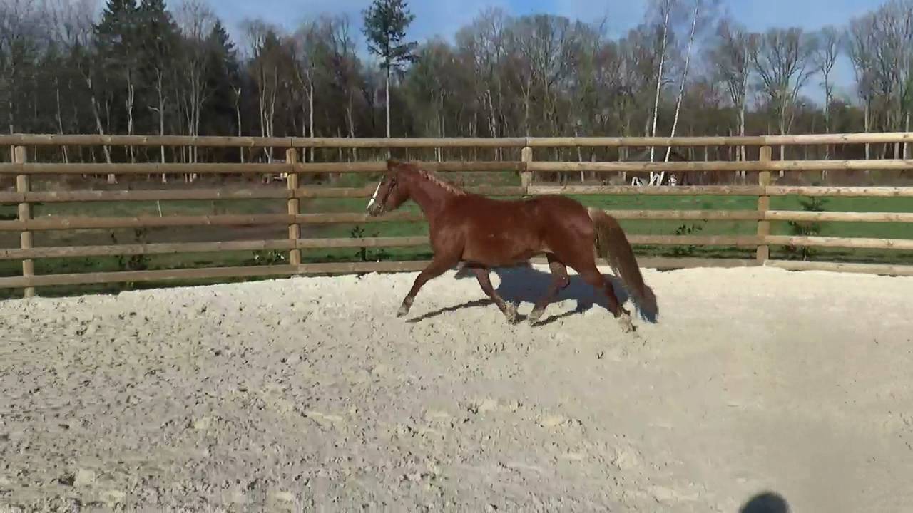 Cavalla PFS Pony Francese da Sella In vendita 2018 Sauro ,  COUTSOU DE LALANDE, PSF