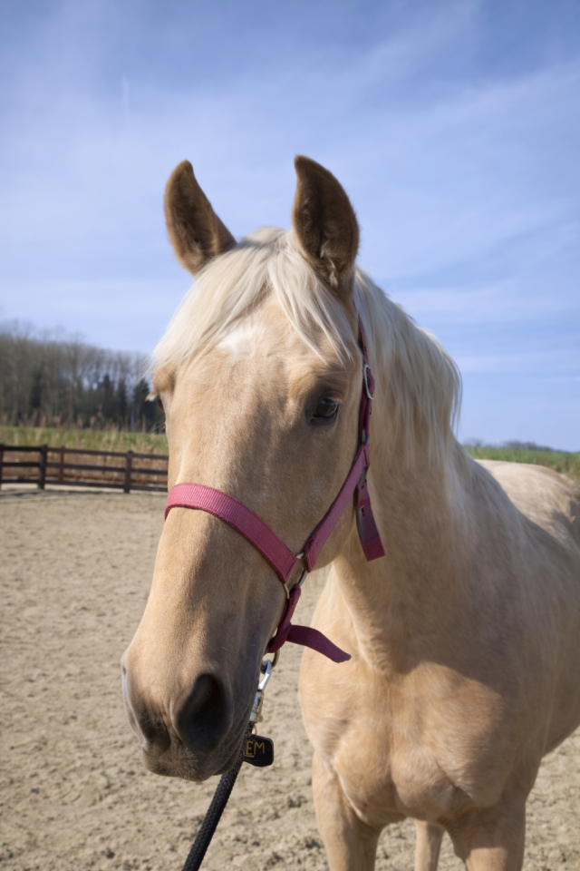 Stallone BWP Cavallo da Sangue Belgio In vendita 2024 Palomino