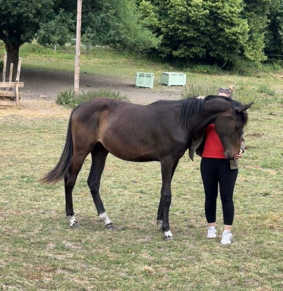 Cavalla Zangersheide In vendita 2023 Baio scuro