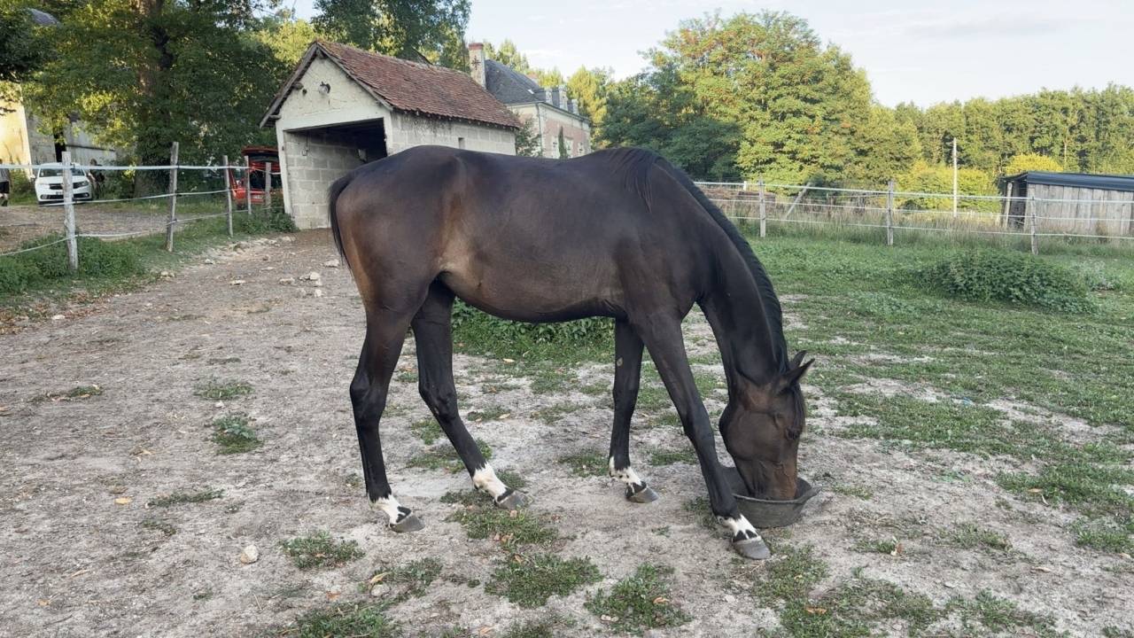 Cavalla Zangersheide In vendita 2023 Baio scuro