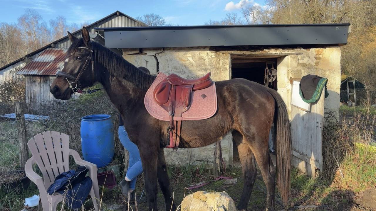 Cavalla Zangersheide In vendita 2023 Baio scuro