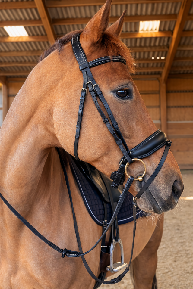 Cavalla KWPN Cavallo da Sport Neerlandese In vendita 2016 Sauro brul&eacute;