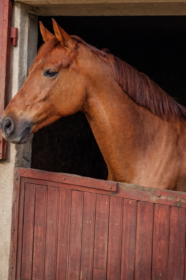 Cavalla KWPN Cavallo da Sport Neerlandese In vendita 2016 Sauro brul&eacute;