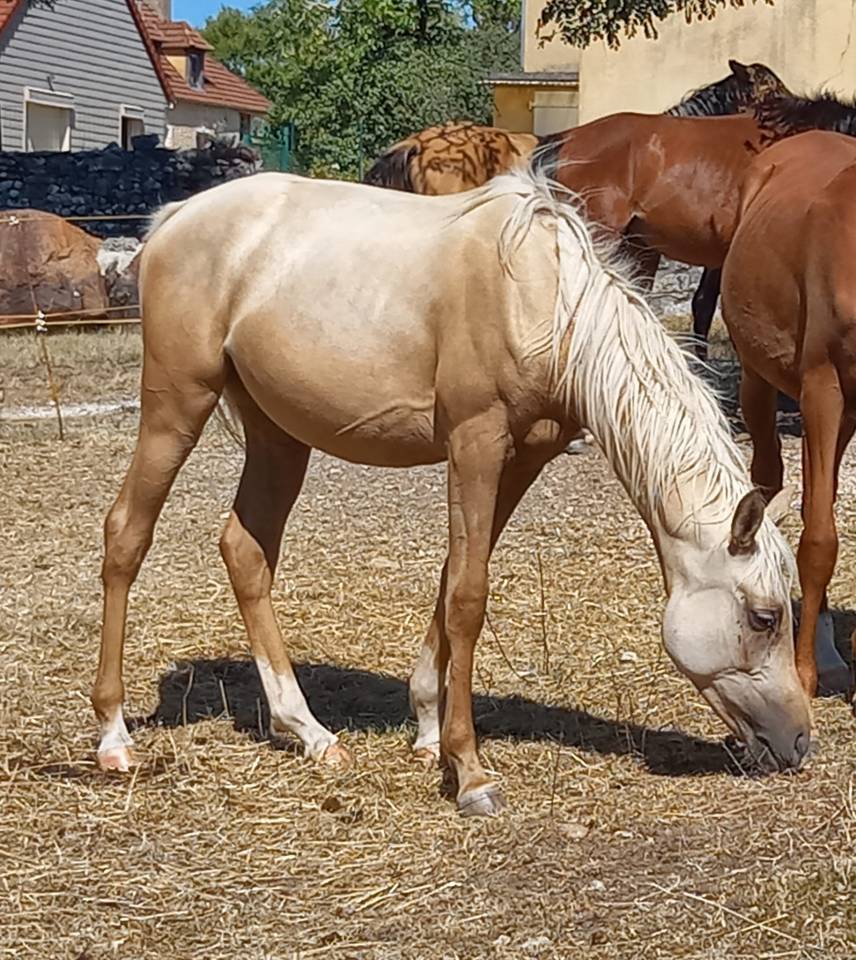 Puledra Mezzo Sangue Arabo In vendita 2024 Palomino ,  IEN'A COARI