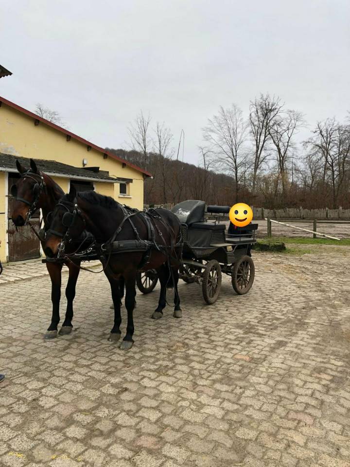 Castrone Nonius In vendita 2021 Baio scuro