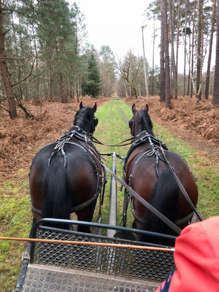 Castrone Nonius In vendita 2021 Baio scuro
