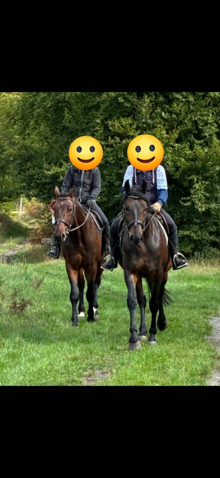 Castrone Nonius In vendita 2021 Baio scuro