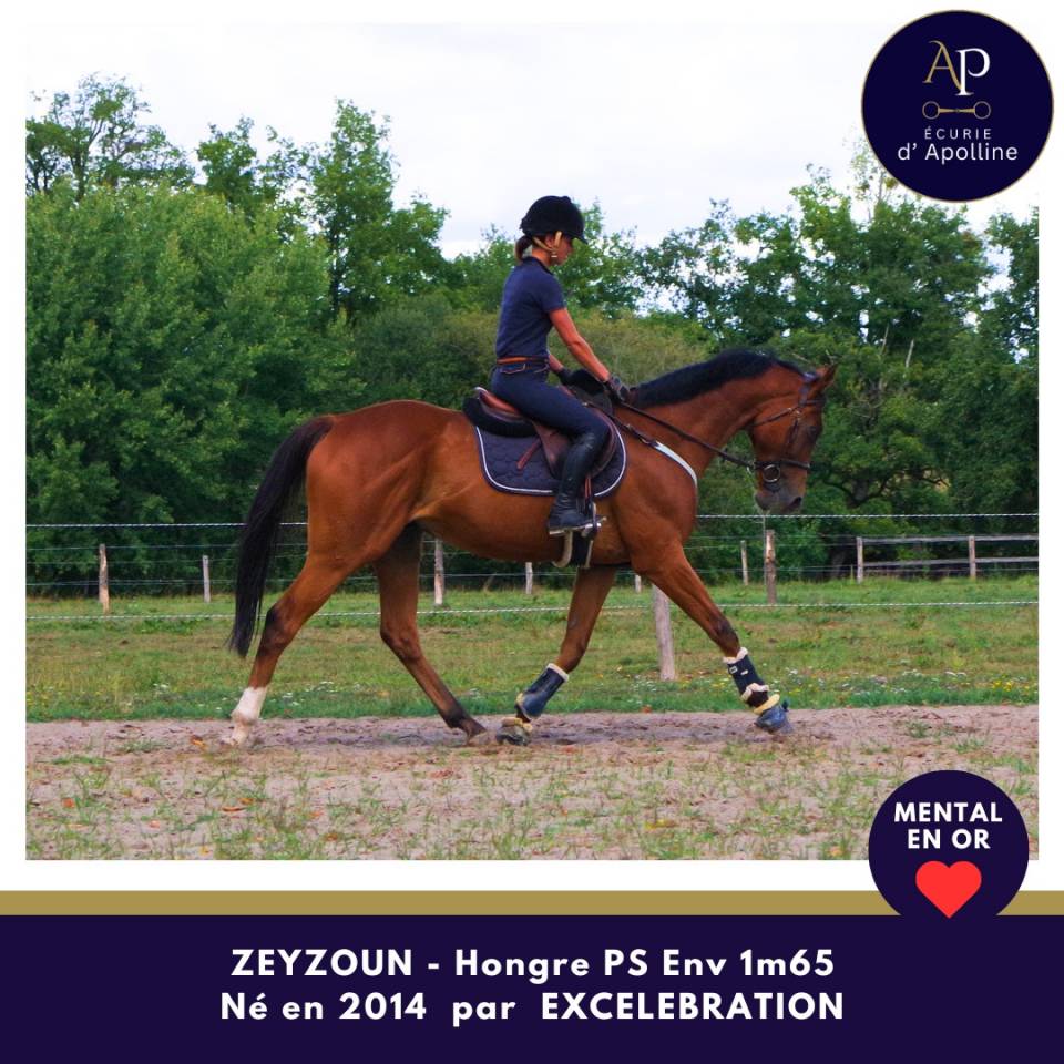 Castrone Purosangue In vendita 2014 Baio