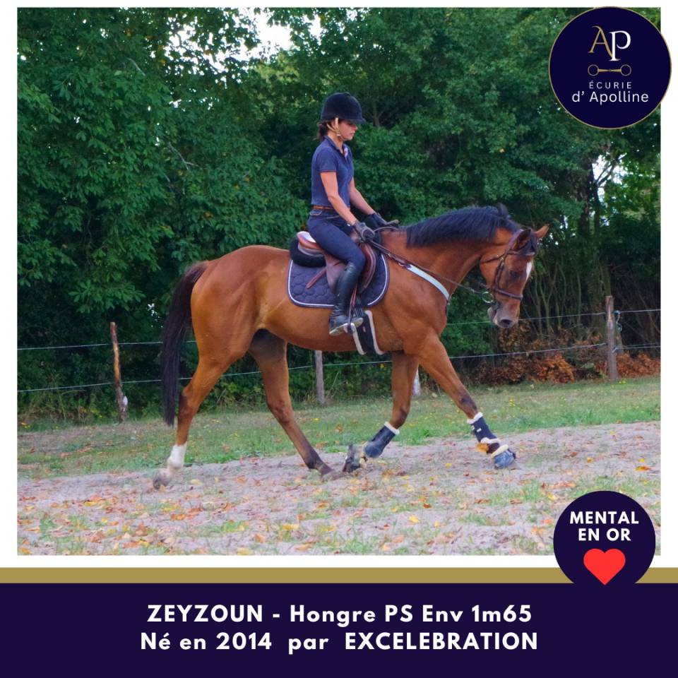 Castrone Purosangue In vendita 2014 Baio