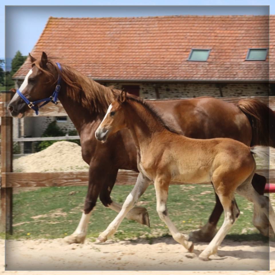 Puledro Welsh Poney (Sezione D), Welsh Cob  In vendita 2025 Baio ,  Lucky Boy de Ma&iuml;ka