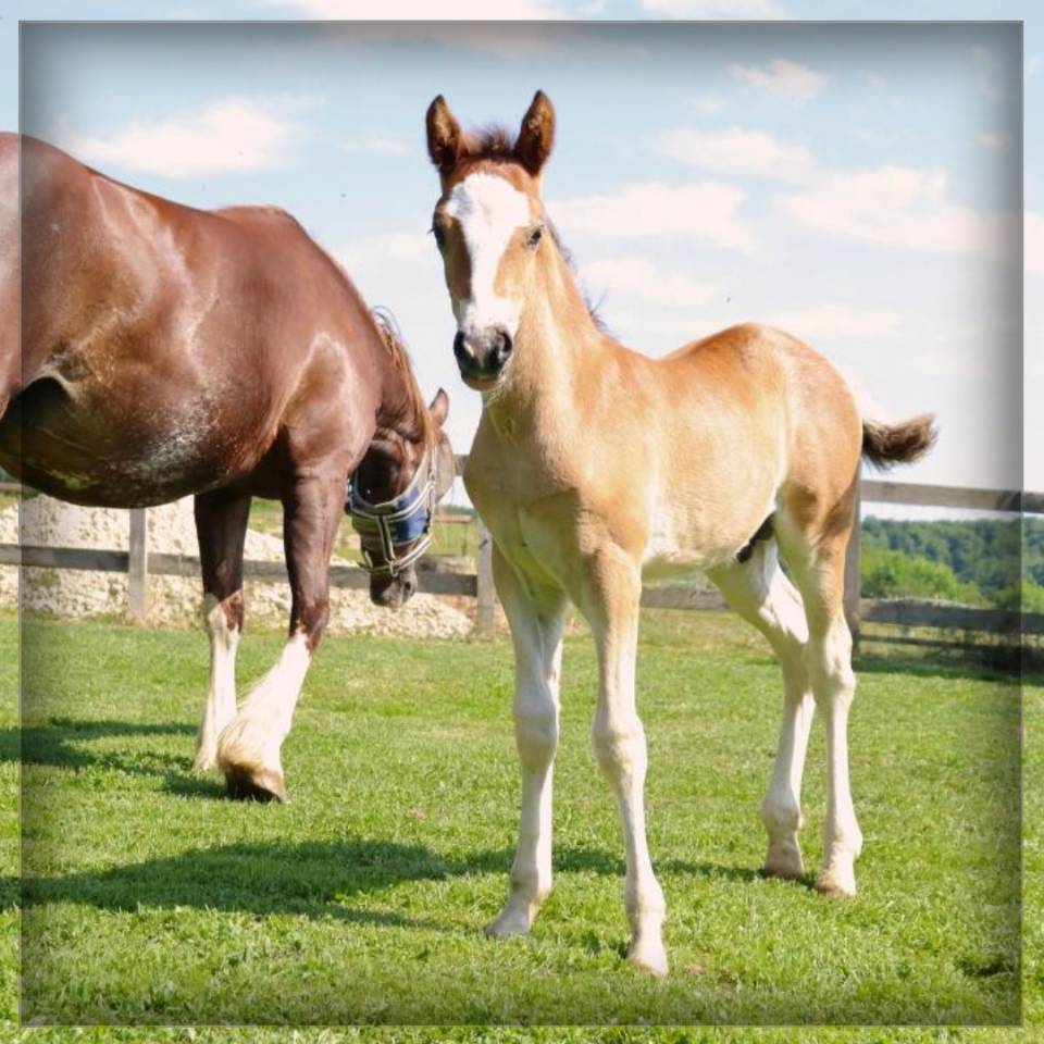 Puledro Welsh Poney (Sezione D), Welsh Cob  In vendita 2025 Baio ,  Lucky Boy de Ma&iuml;ka