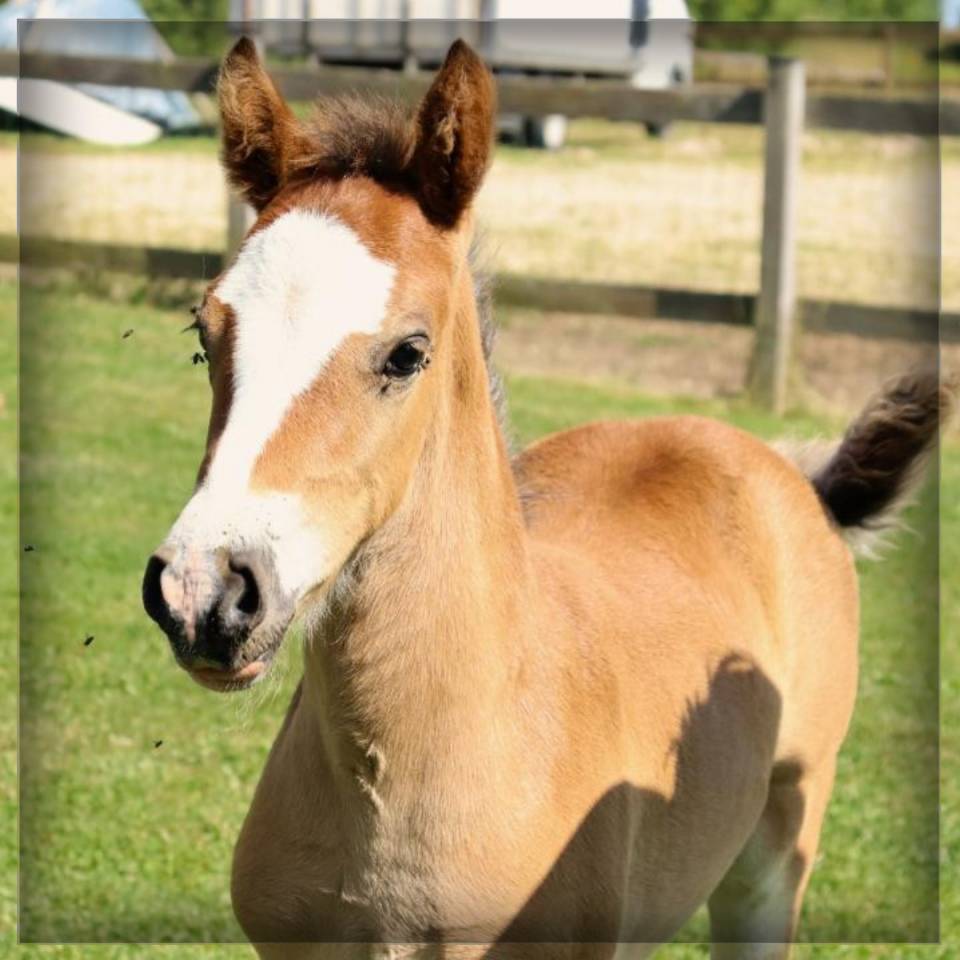 Puledro Welsh Poney (Sezione D), Welsh Cob  In vendita 2025 Baio ,  Lucky Boy de Ma&iuml;ka