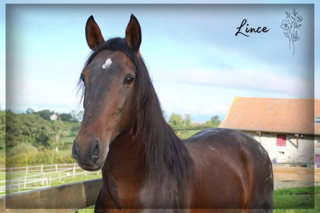 Castrone Lusitano In vendita 2015 Baio scuro ,  VINHO MVP
