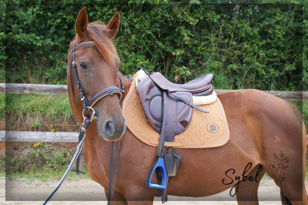 Cavalla Purosangue Inglese In vendita 2021 Sauro ,  Nom de d'la