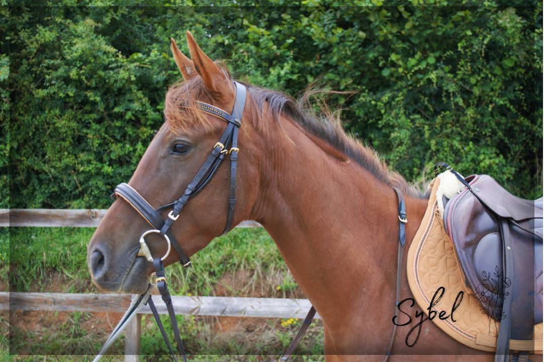 Cavalla Purosangue Inglese In vendita 2021 Sauro ,  Nom de d'la