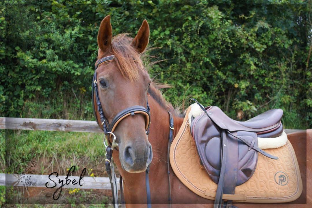 Cavalla Purosangue Inglese In vendita 2021 Sauro ,  Nom de d'la