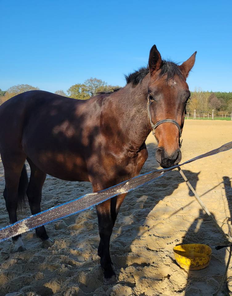 Puledra Sella Francese In vendita 2023 Baio ,  Casallo z