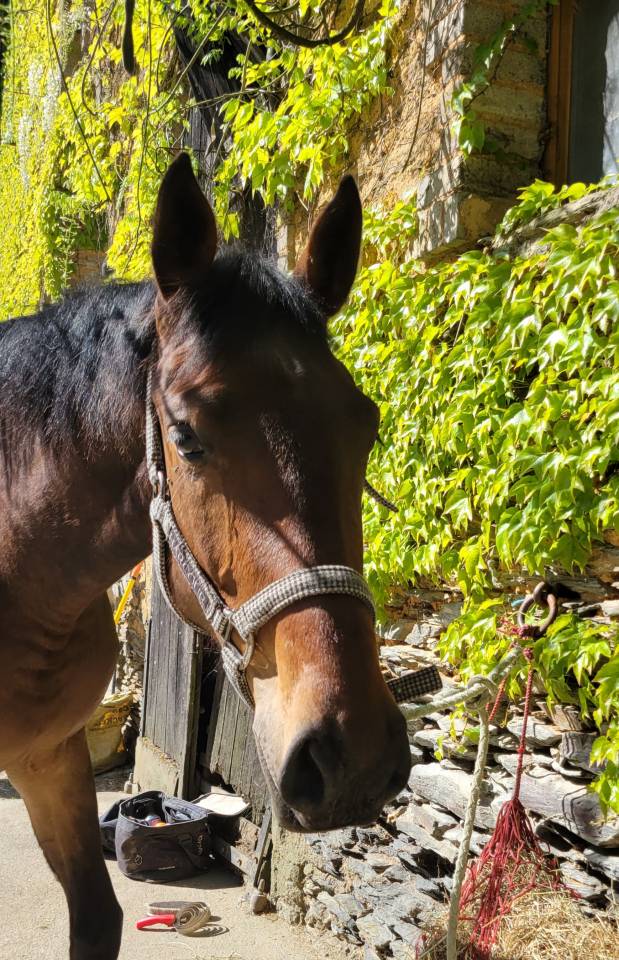 Puledra Sella Francese In vendita 2023 Baio ,  Casallo z