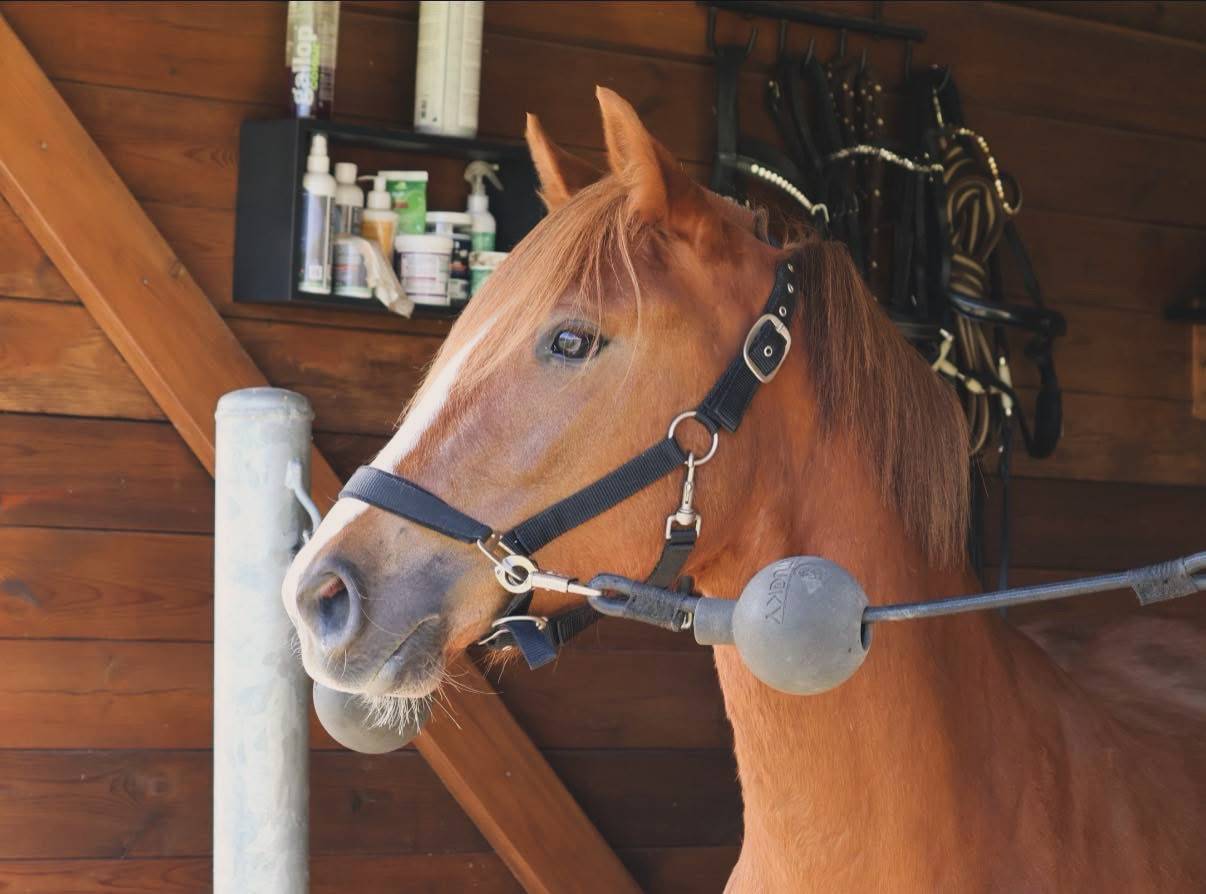 Cavalla PFS Pony Francese da Sella In vendita 2022 Sauro