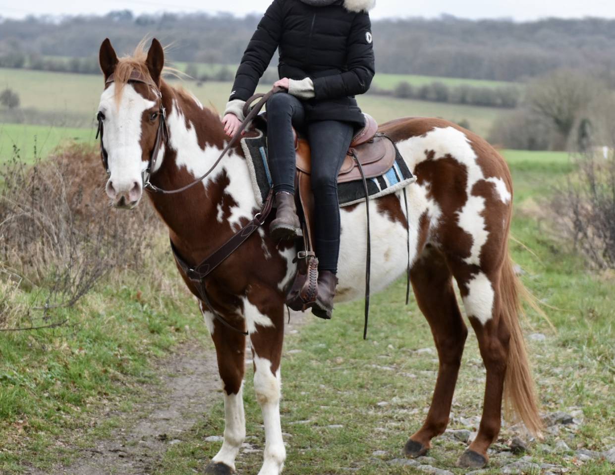 Stallone Paint Horse In vendita 2021 Overo