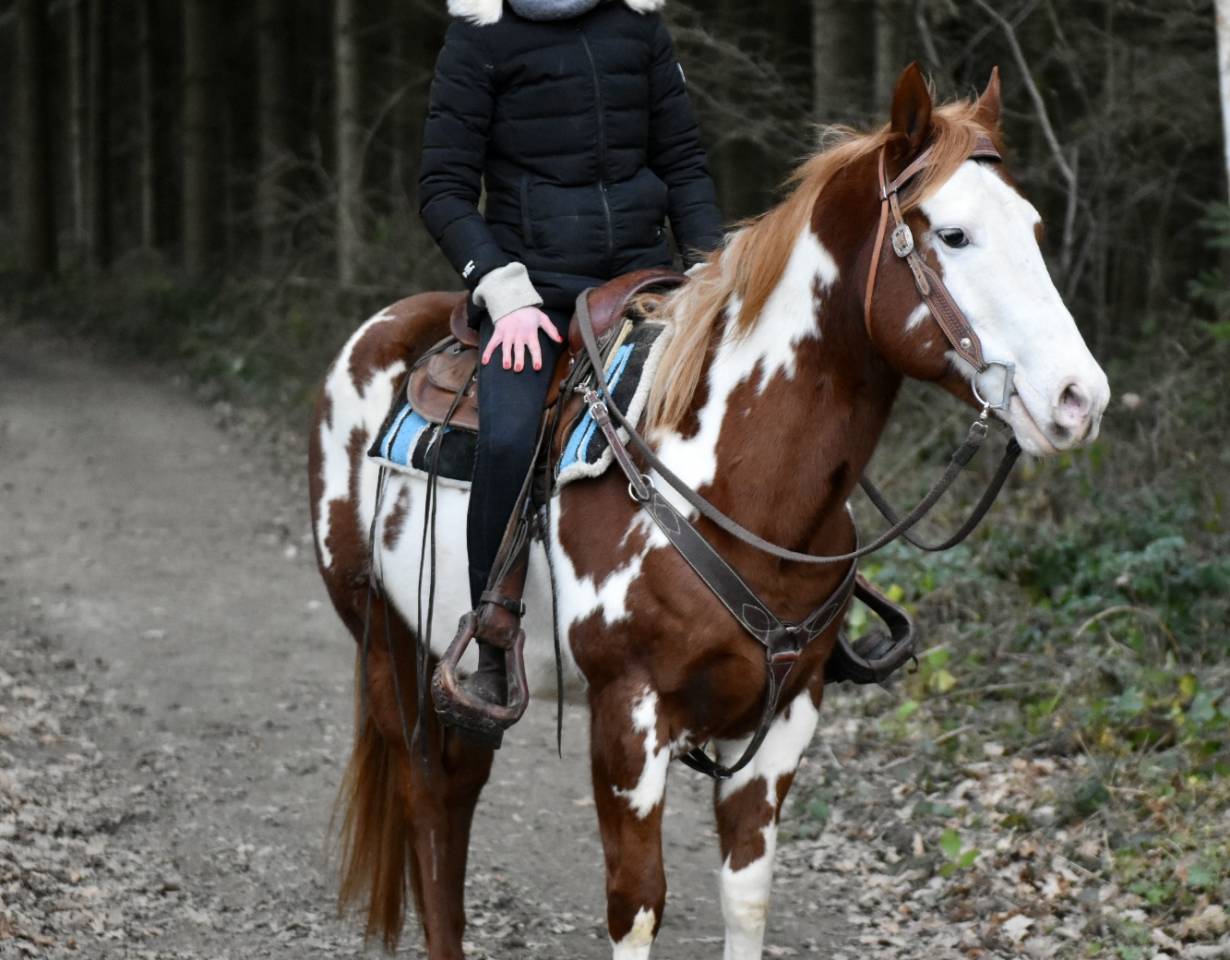 Stallone Paint Horse In vendita 2021 Overo