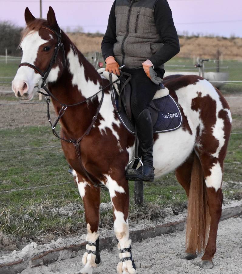 Stallone Paint Horse In vendita 2021 Overo