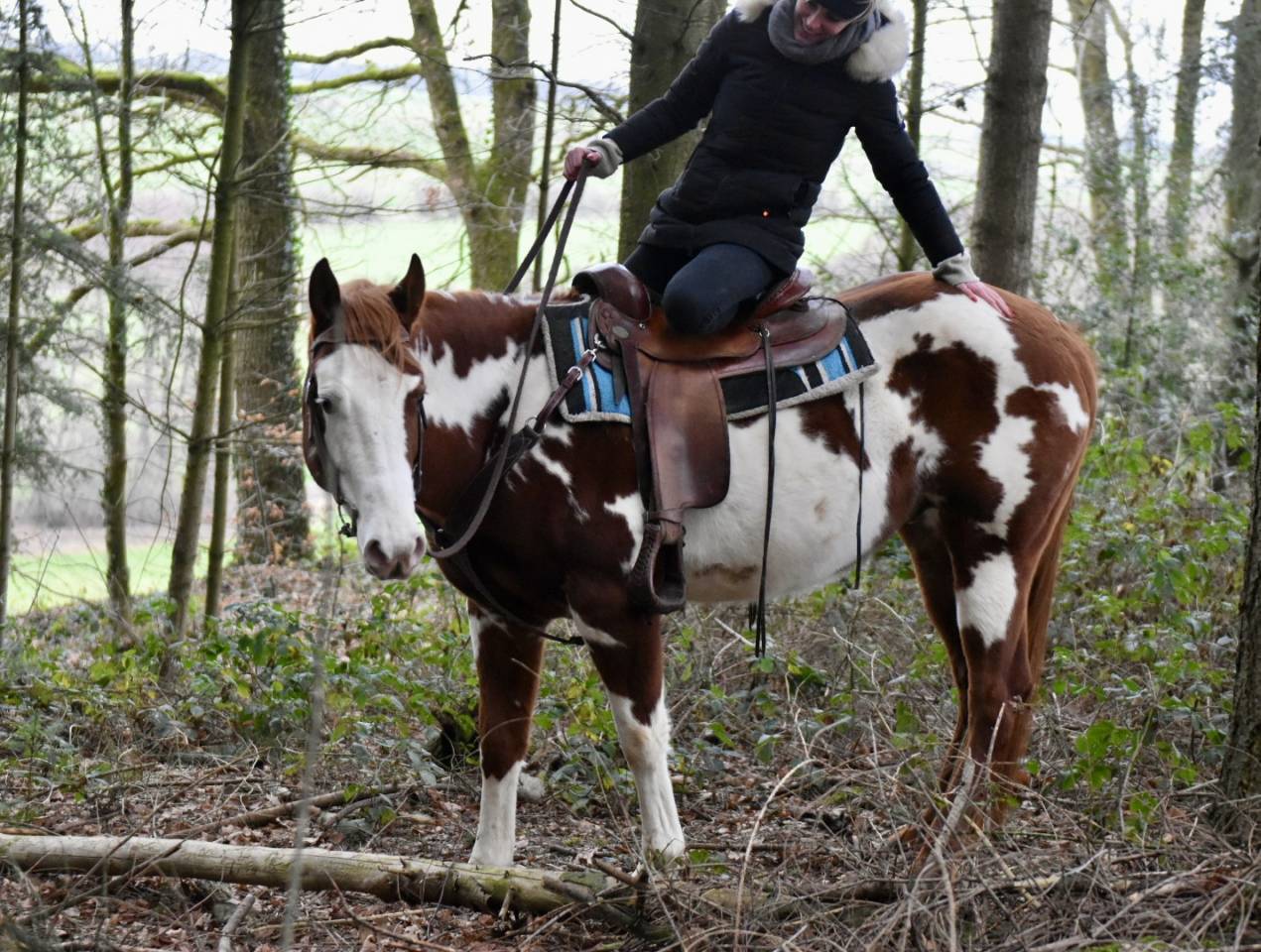 Stallone Paint Horse In vendita 2021 Overo