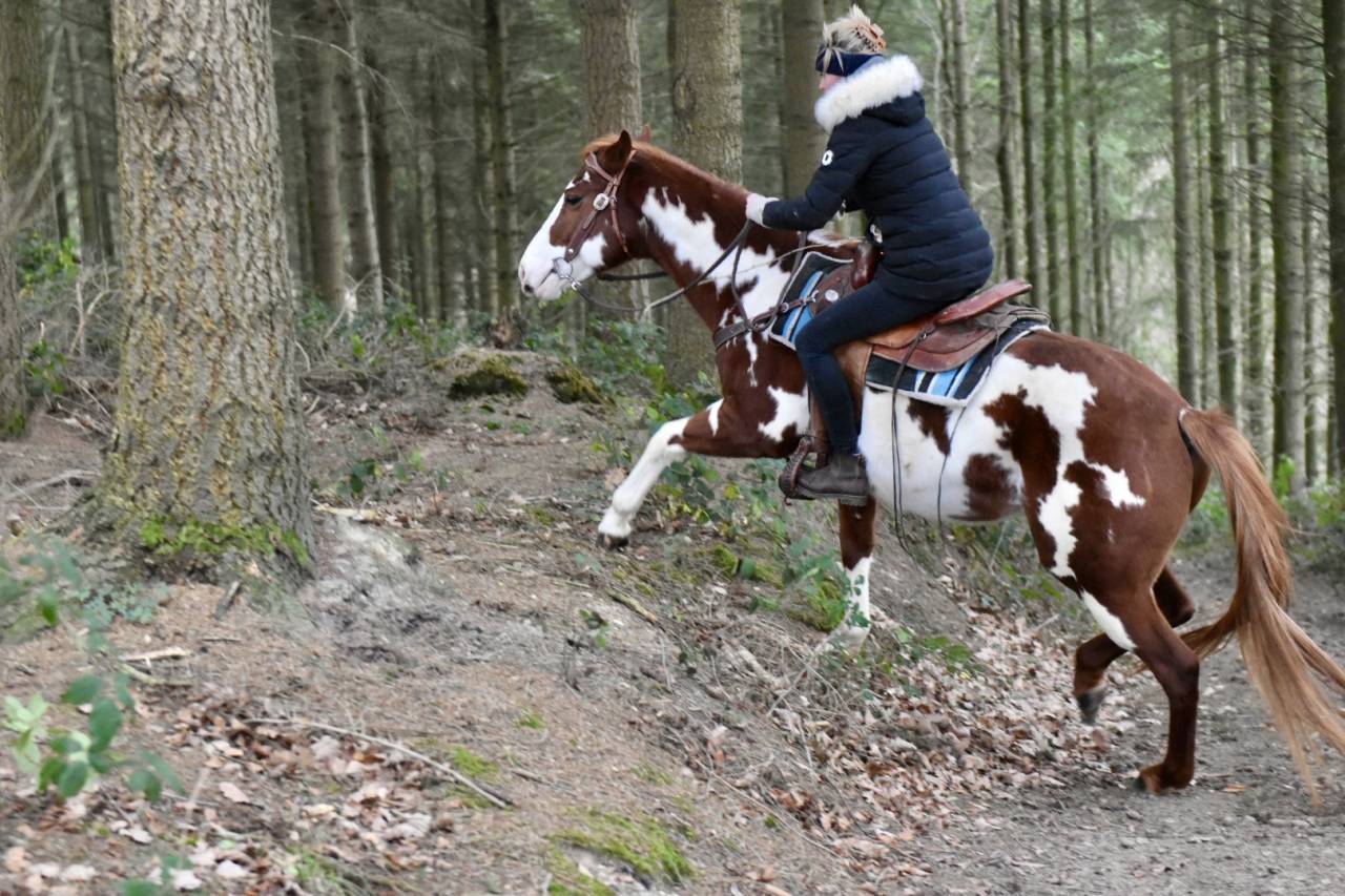 Stallone Paint Horse In vendita 2021 Overo