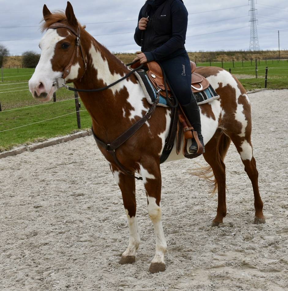 Stallone Paint Horse In vendita 2021 Overo