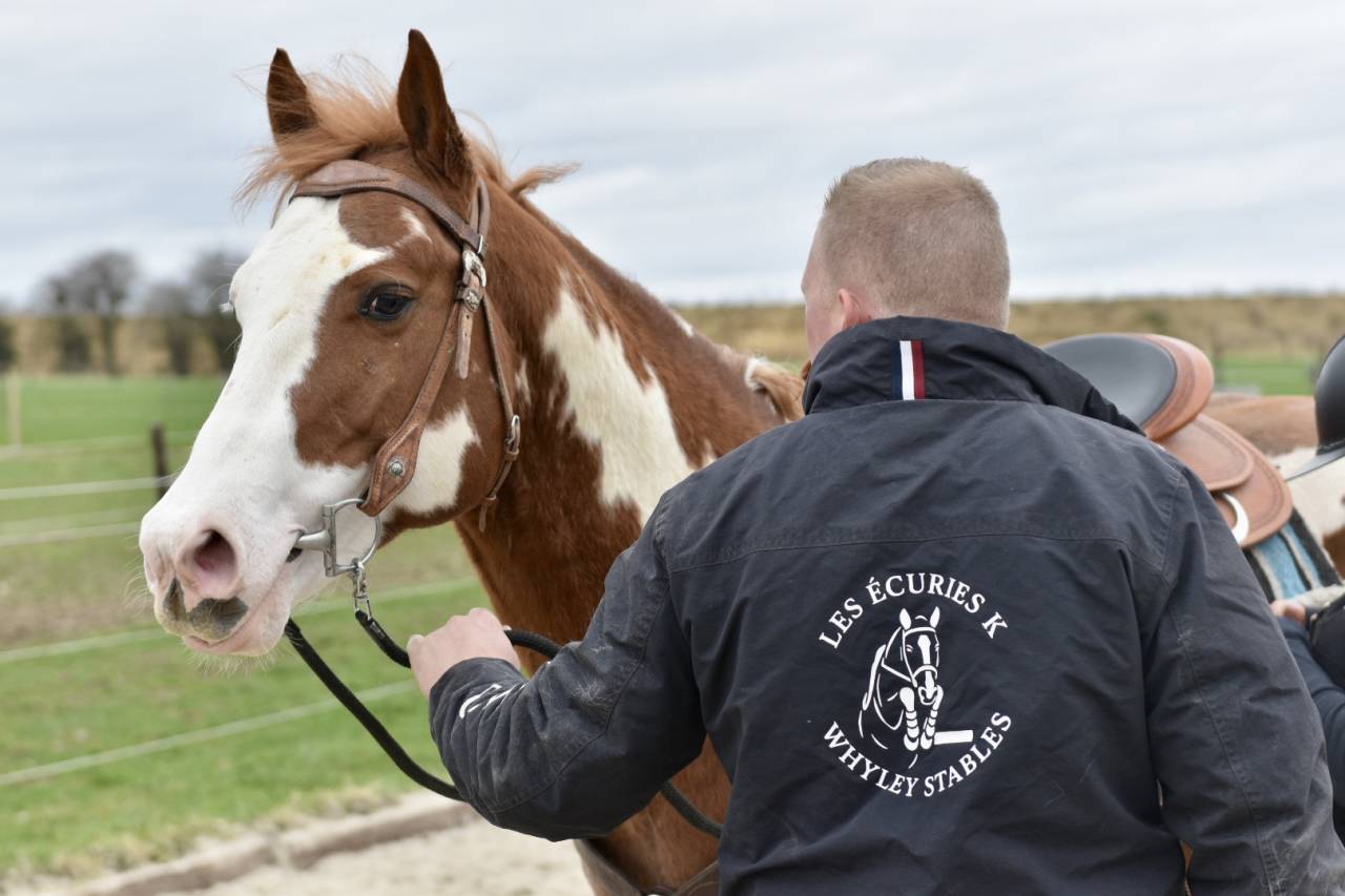 Stallone Paint Horse In vendita 2021 Overo