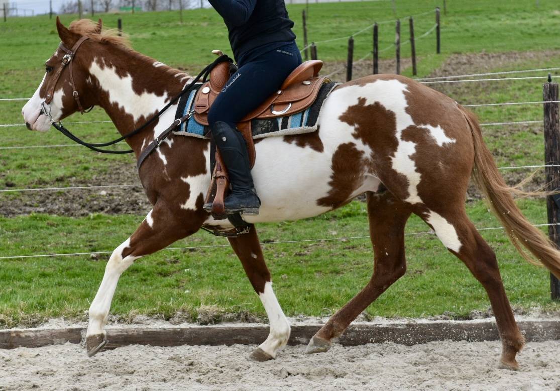 Stallone Paint Horse In vendita 2021 Overo