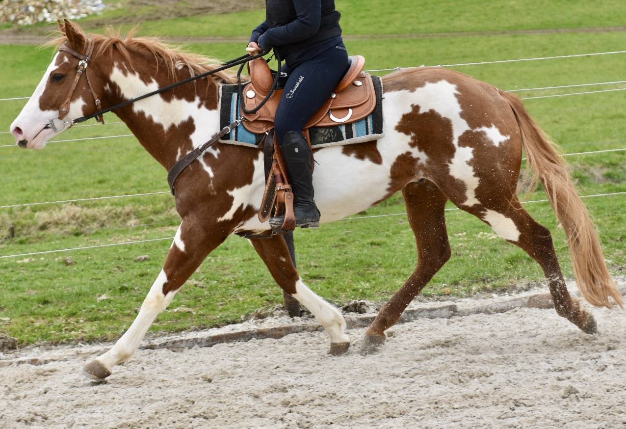 Stallone Paint Horse In vendita 2021 Overo