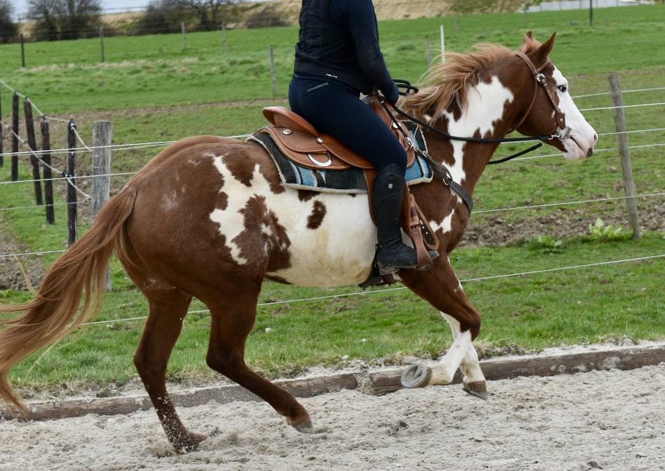 Stallone Paint Horse In vendita 2021 Overo