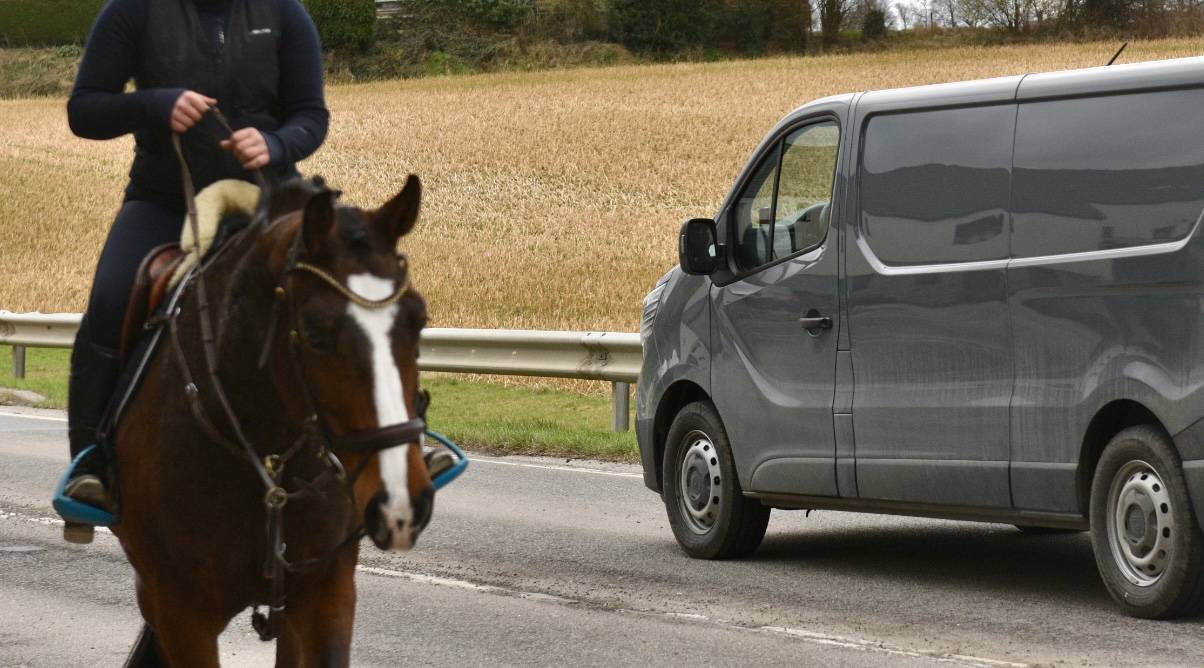Cavalla BWP Cavallo da Sangue Belgio In vendita 2015 Baio