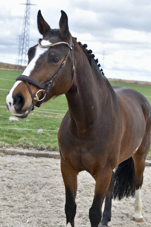 Cavalla BWP Cavallo da Sangue Belgio In vendita 2015 Baio