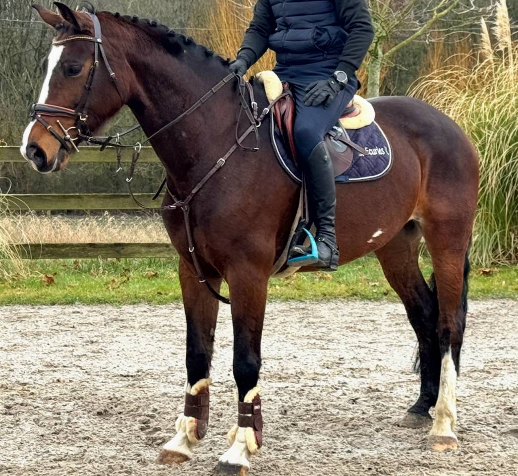 Cavalla BWP Cavallo da Sangue Belgio In vendita 2015 Baio