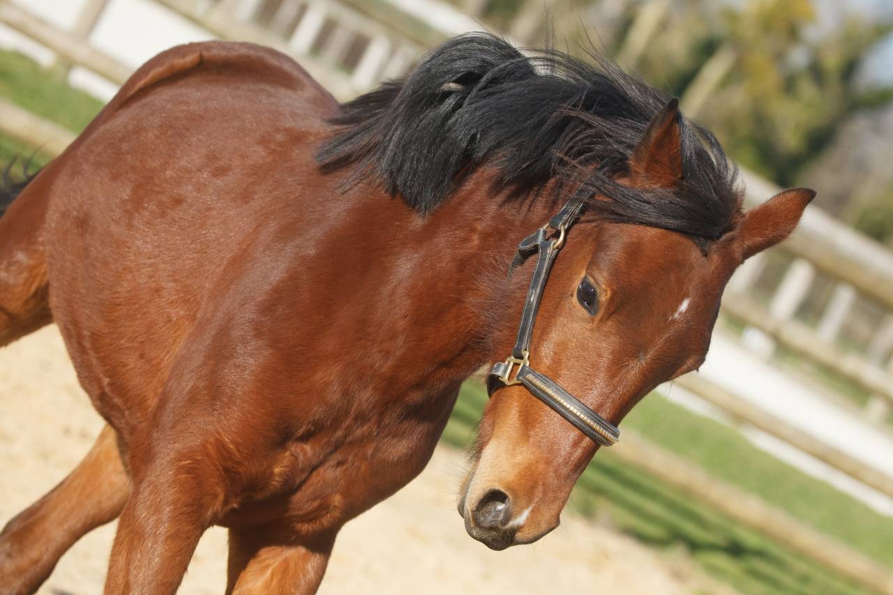 Cavalla New Forest In vendita 2024 Baio ,  L'ancelot du m&eacute;nage