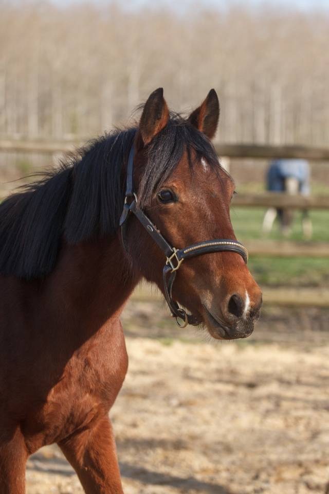 Cavalla New Forest In vendita 2024 Baio ,  L'ancelot du m&eacute;nage