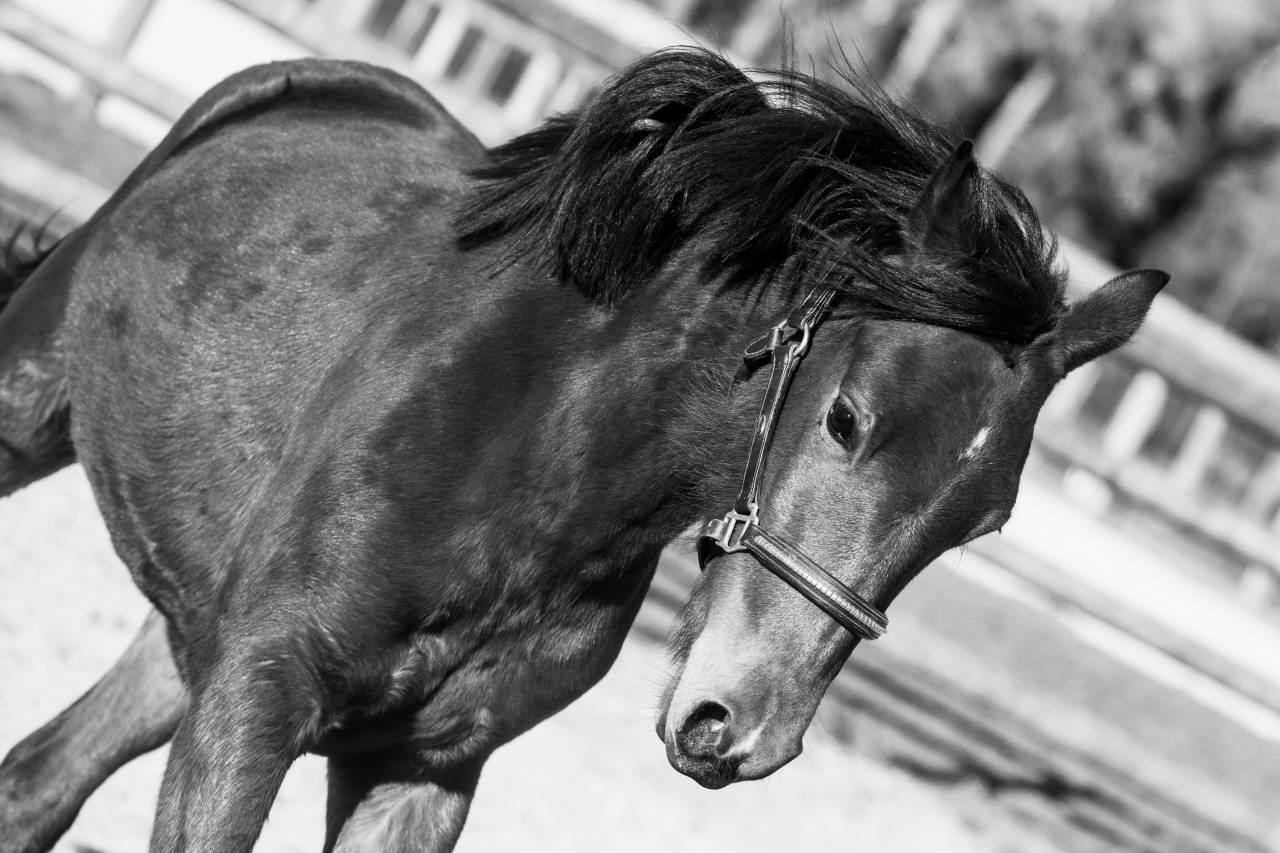 Cavalla New Forest In vendita 2024 Baio ,  L'ancelot du m&eacute;nage