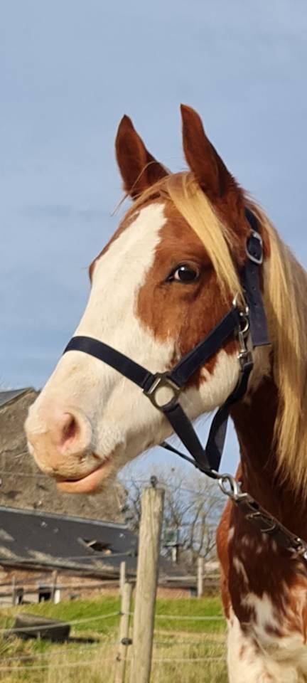 Castrone Paint Horse In vendita 2024 Pezzato