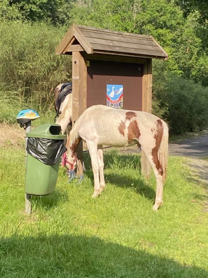 Castrone Paint Horse In vendita 2024 Pezzato