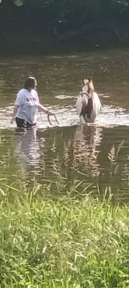 Castrone Paint Horse In vendita 2024 Pezzato