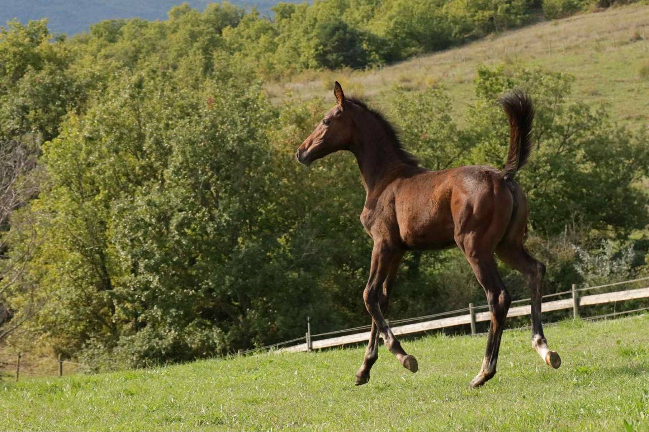 Puledra Altre Razze di Cavalli In vendita 2025 Baio