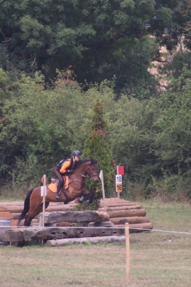 Castrone Connemara In vendita 2012 Baio scuro ,  Vador Shadow du Gite, CO
