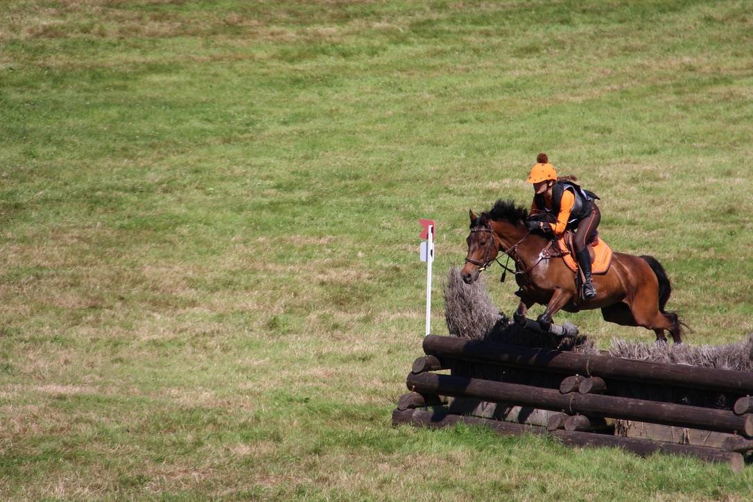 Castrone Connemara In vendita 2012 Baio scuro ,  Vador Shadow du Gite, CO