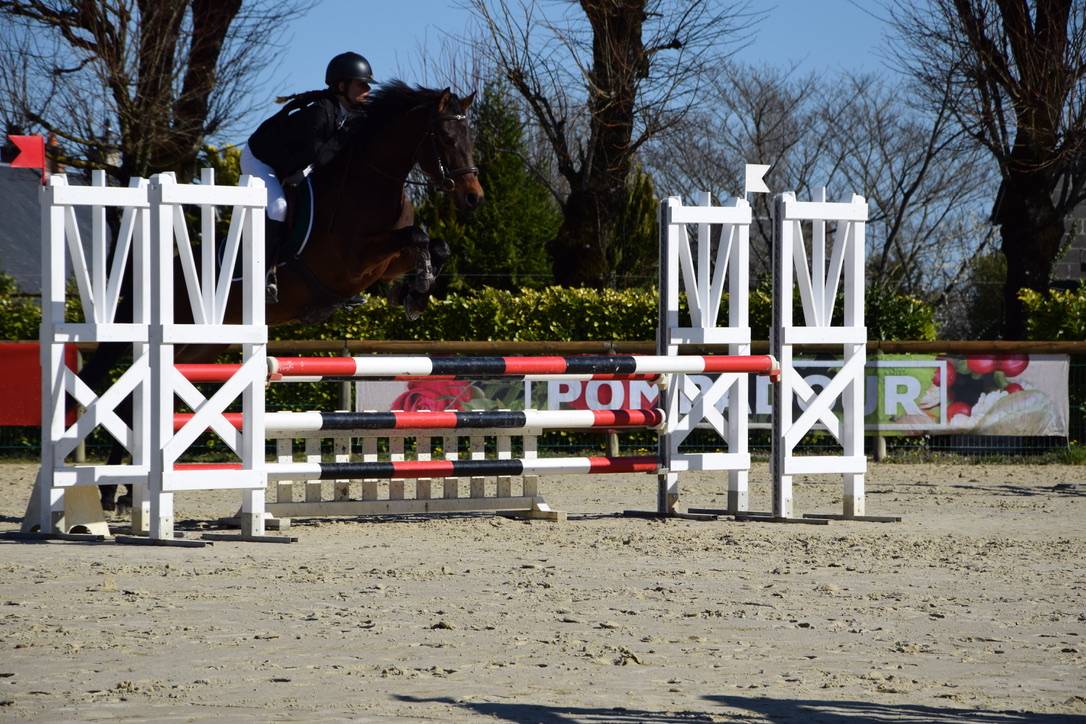 Castrone Connemara In vendita 2012 Baio scuro ,  Vador Shadow du Gite, CO