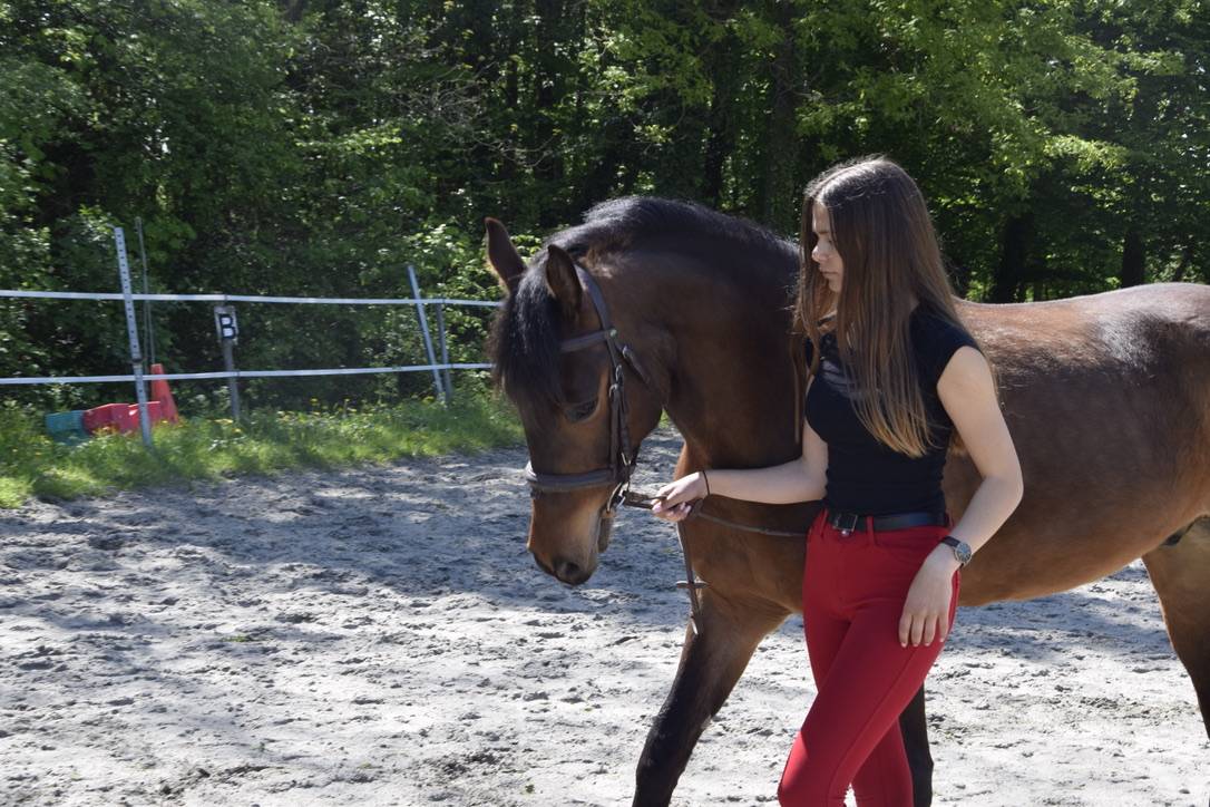 Castrone Connemara In vendita 2012 Baio scuro ,  Vador Shadow du Gite, CO