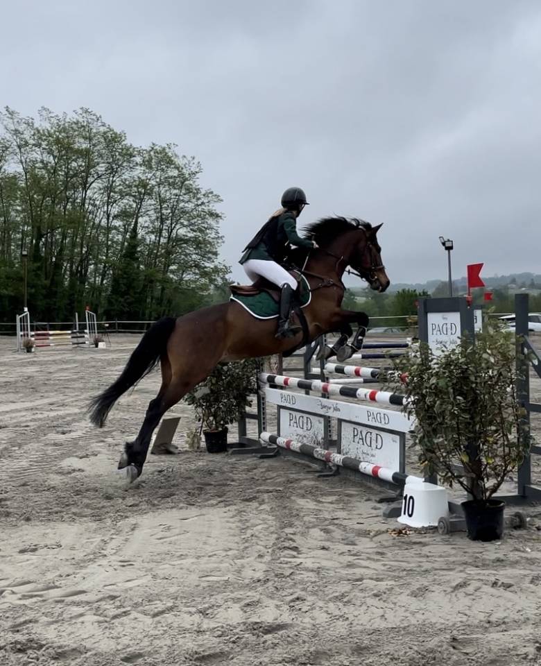 Castrone Connemara In vendita 2012 Baio scuro ,  Vador Shadow du Gite, CO