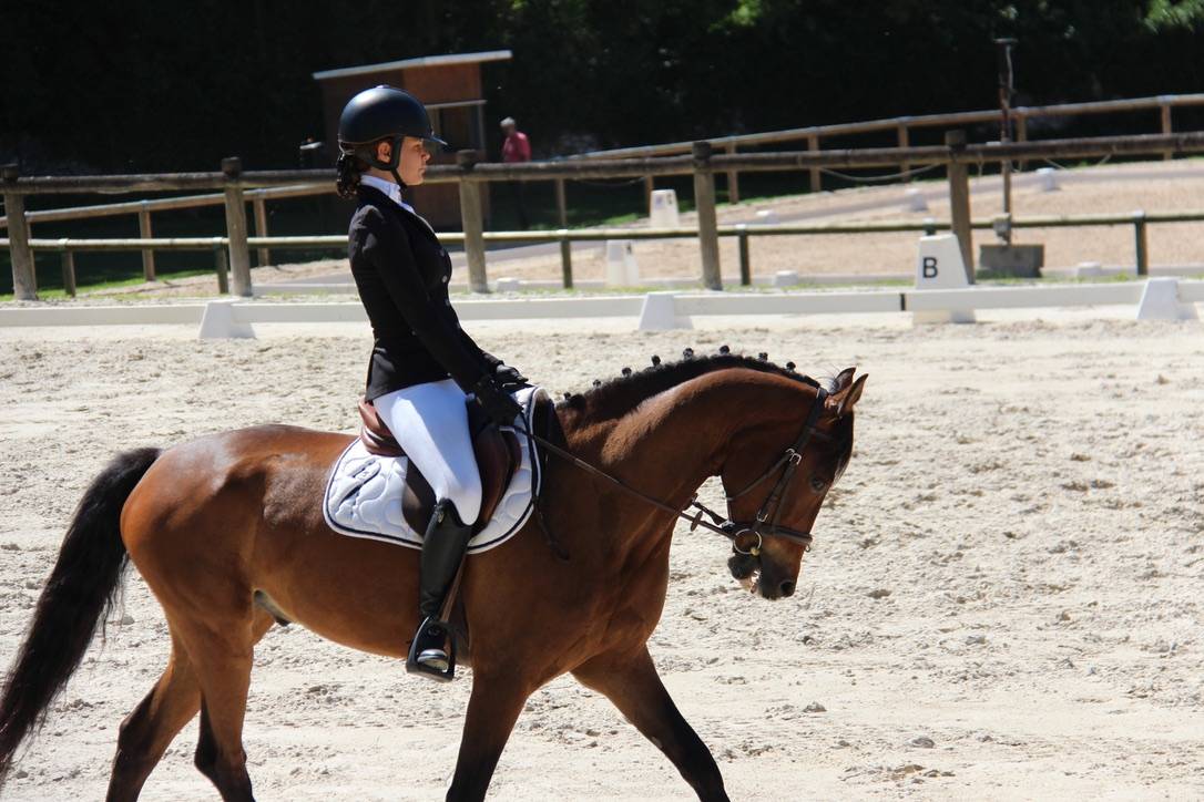 Castrone Connemara In vendita 2012 Baio scuro ,  Vador Shadow du Gite, CO