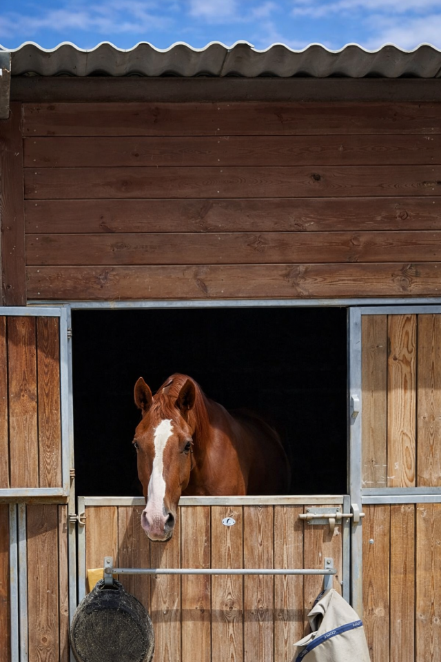 Castrone sBs Cavallo da Sport Belgio In vendita 2021 Sauro